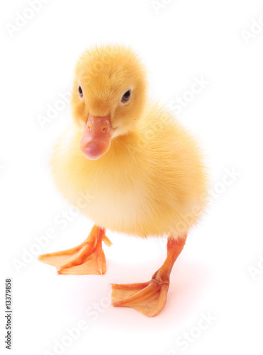 Duckling isolated on white
