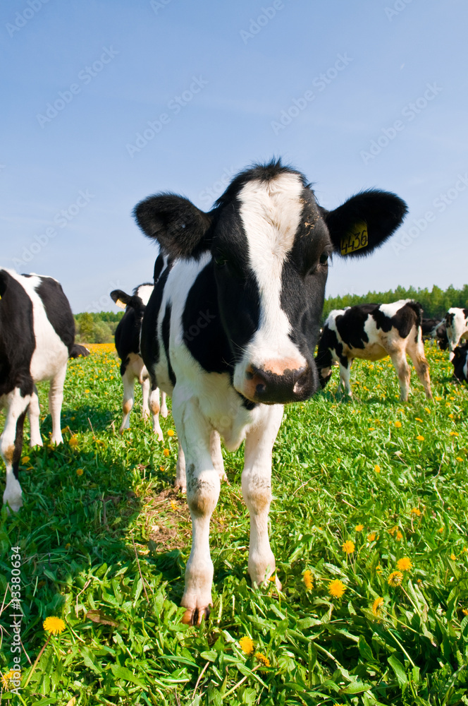cow in a pasture cow in a pasture