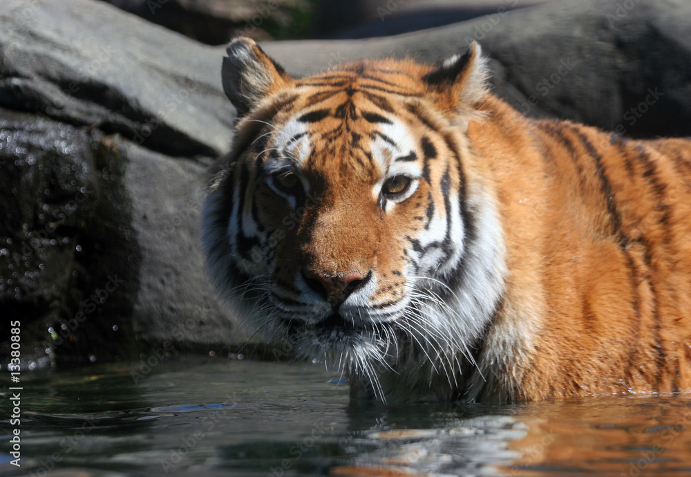 Swimming Siberian Tiger
