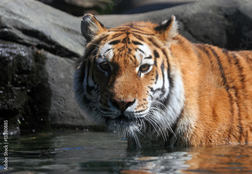 Swimming Siberian Tiger