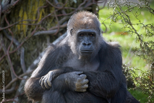 Pensive Gorilla © RbbrDckyBK