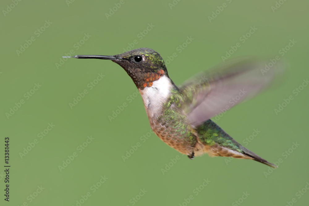 Fototapeta premium Ruby-throated Hummingbird