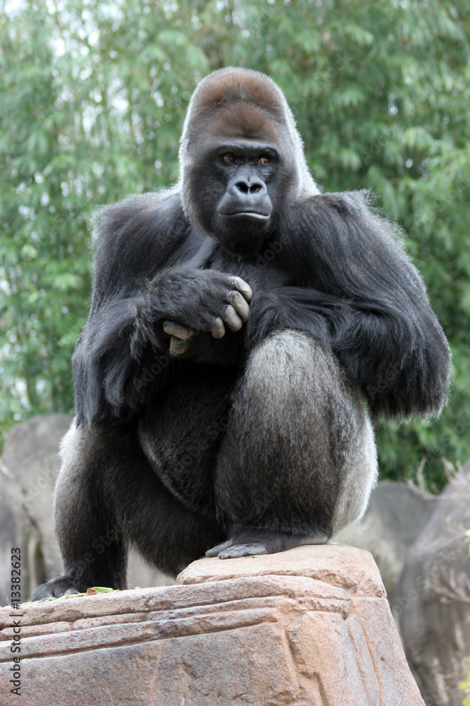 Silverback Gorilla