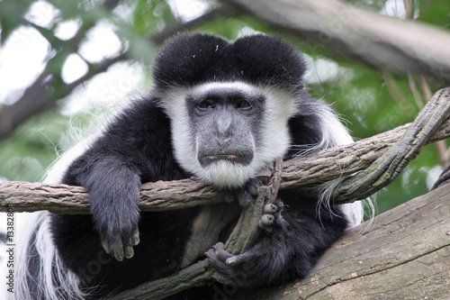 Lazy Colobus Monkey photo