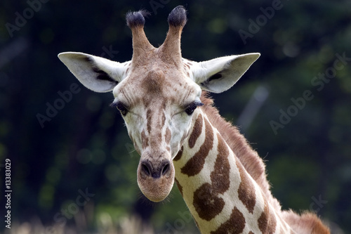 Giraffe looking at you