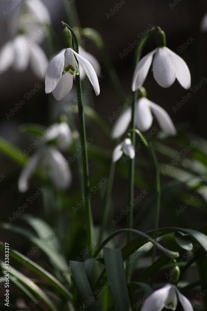 custom made wallpaper toronto digitalFrühling in der Donauau