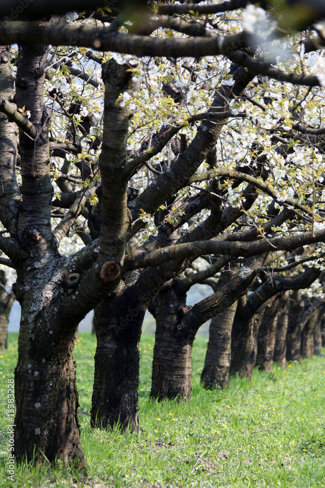 Fototapeta premium Wachauer Frühling