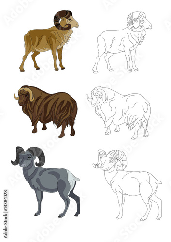 rams