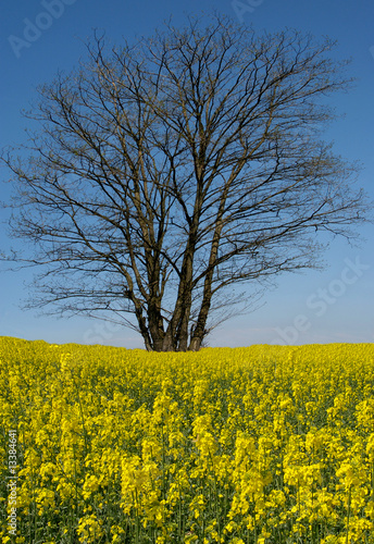 campo giallo di colza