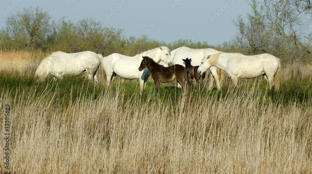 chevaux camaguais
