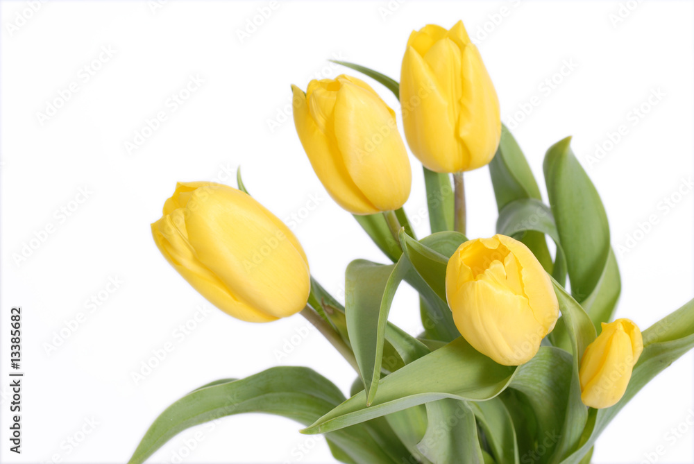 Fototapeta premium tulipany, tulips