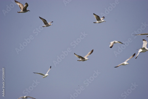 a group of bird in the sky © minik
