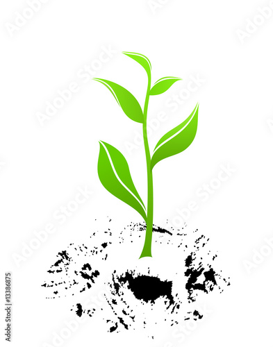 New life