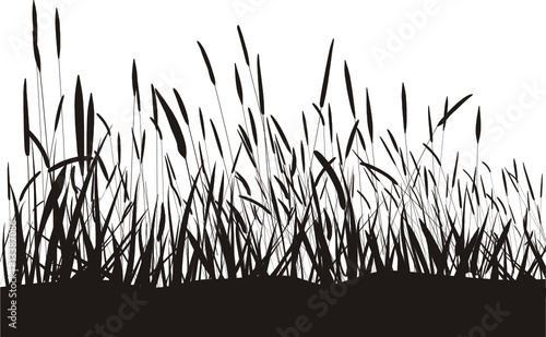 Grass On White Background, Isolated vector