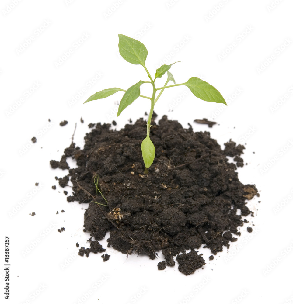 plant plant
