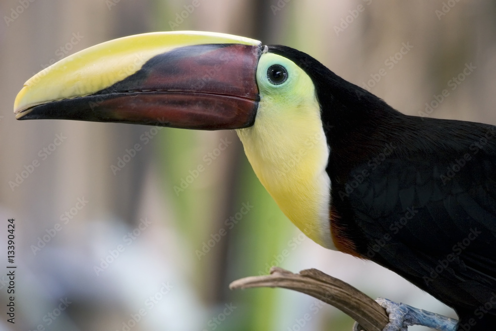 Fototapeta premium Toucan portrait