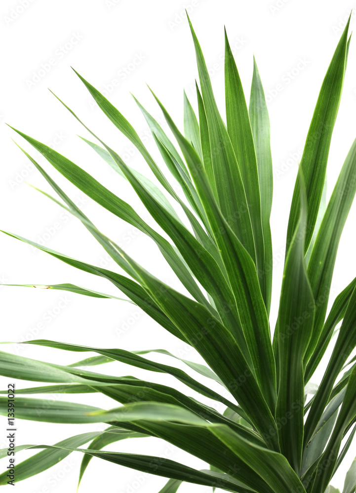 dracaena dracaena