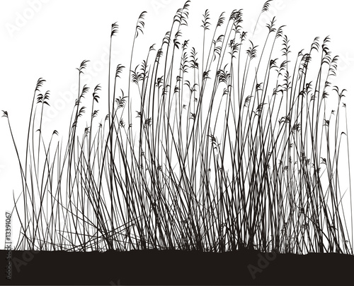 Reeds On White Background, Isolated vector