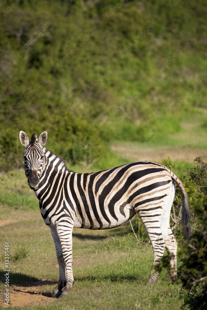 Obraz premium Burchell zebra