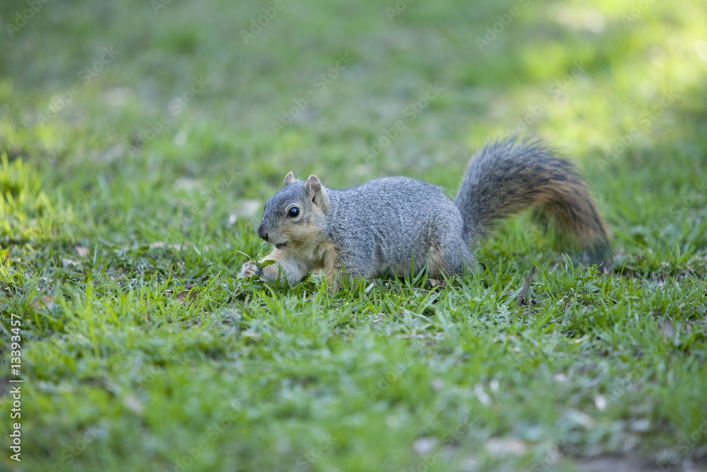 Squirrel 9951 Squirrel 9951