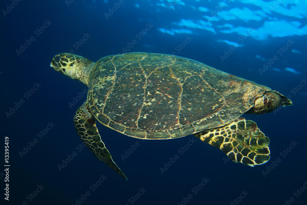 Fototapeta premium Hawksbill Turtle (Eretmochelys imbricata)