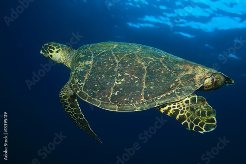 Hawksbill Turtle (Eretmochelys imbricata)