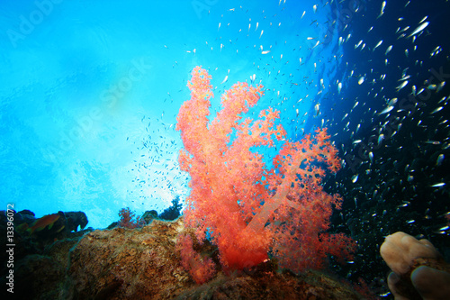 Beautiful Red Soft Coral