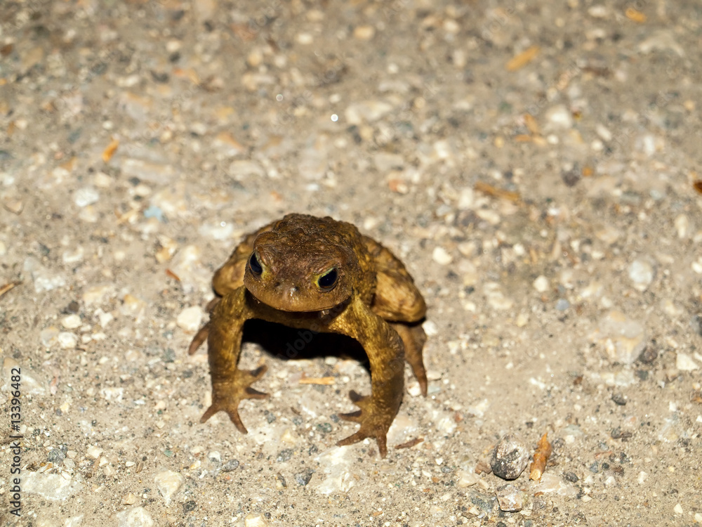 ugly frog ugly frog