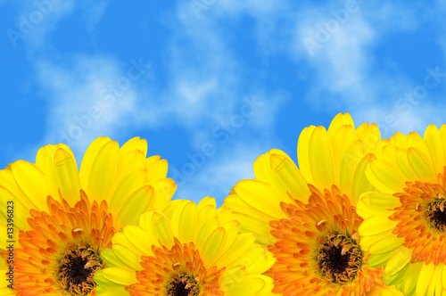 Gerbera flowers and summer sky