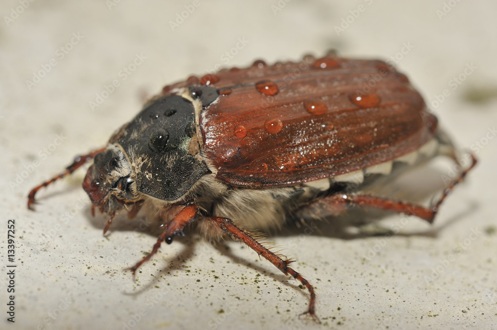 Obraz premium Hanneton mouillé