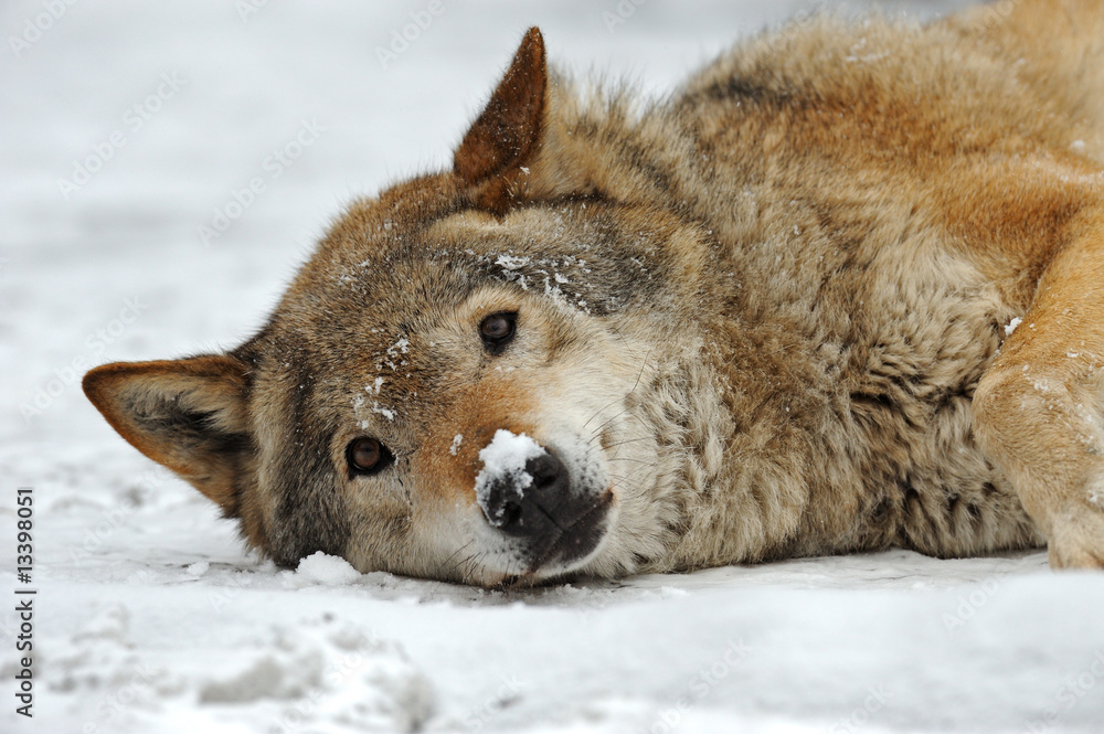 Wolf