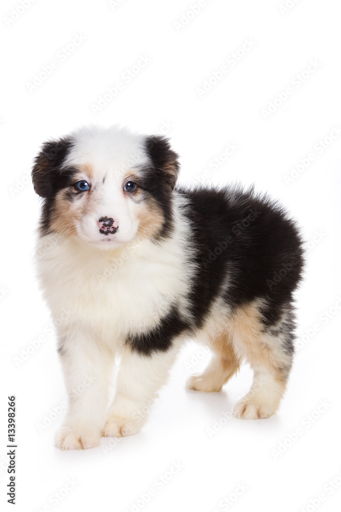 Australian Shepherd puppy isolated on white