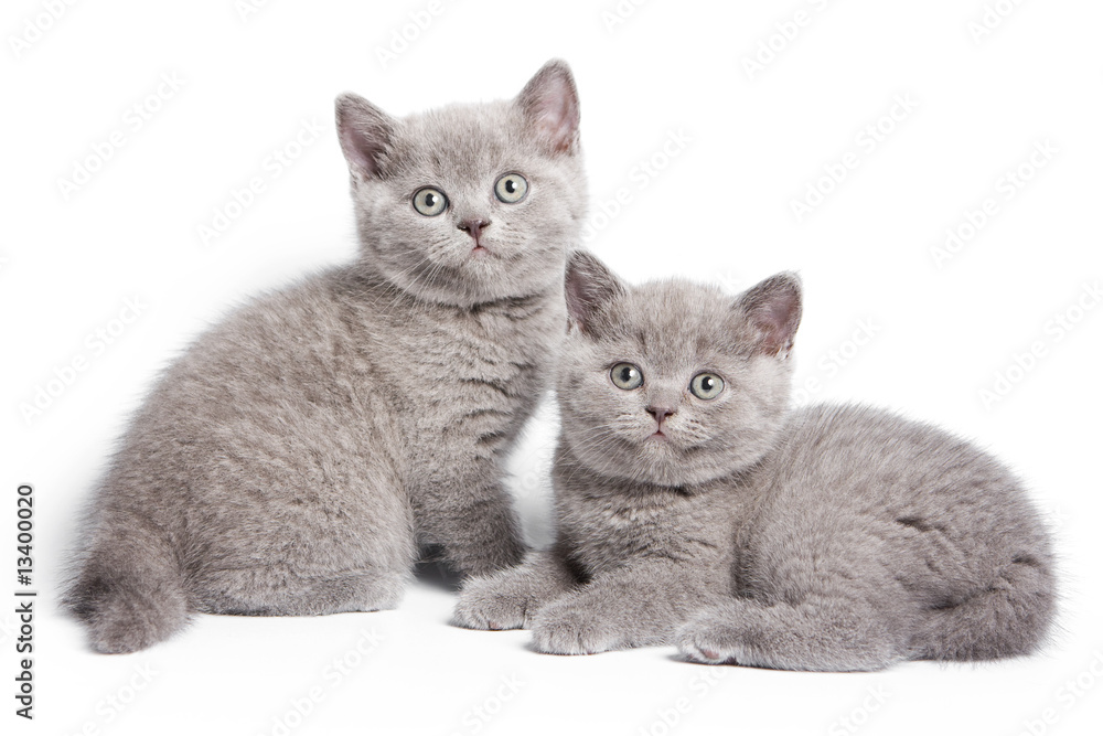Obraz premium British kitten on white background