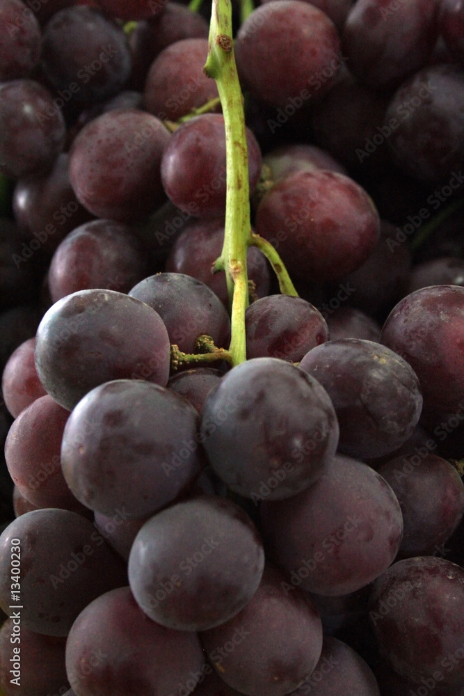 Uvas Pretas - Grapes - Raisin - Traube - Uva Stock Photo | Adobe Stock