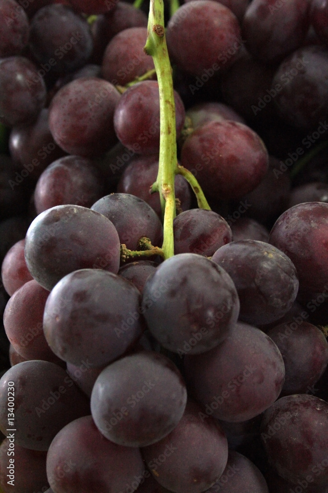 Uvas Pretas - Grapes - Raisin - Traube - Uva Uvas Pretas - Grapes - Raisin - Traube - Uva
