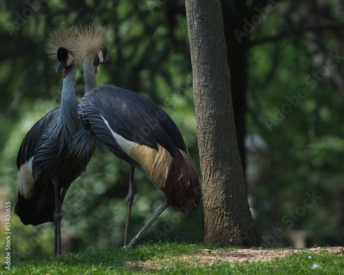 Coppia di gru coronate - Balearica Pavonina photo