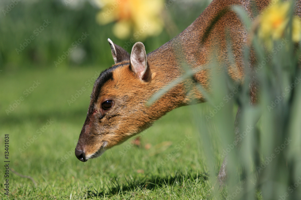 Fototapeta premium Chinesischer Muntjak - Chinese Reeve's Muntjac