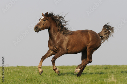 Fototapeta Naklejka Na Ścianę i Meble -  running horse