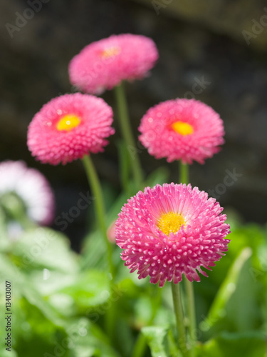 Bellis perennis