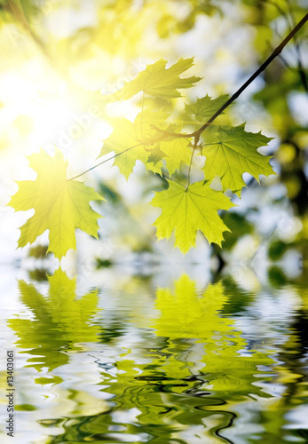 Green leaves reflected in rendered water