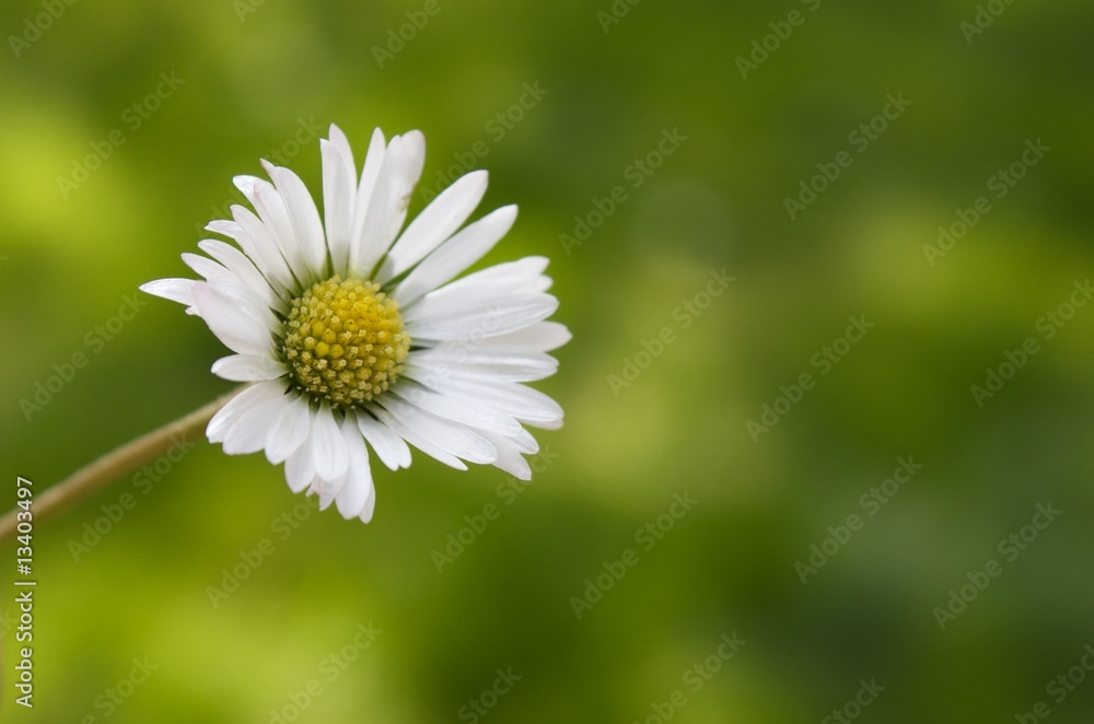 Fototapeta premium Paquerette