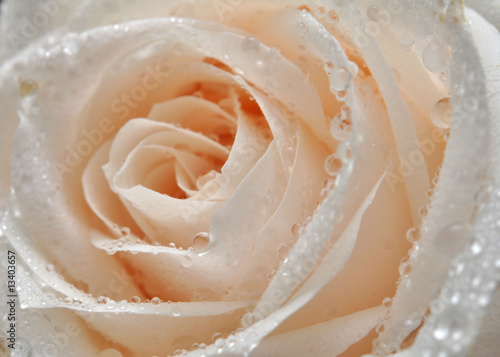 close up di rosa bianca #13403657