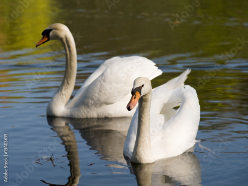 Tableau sur toile swan