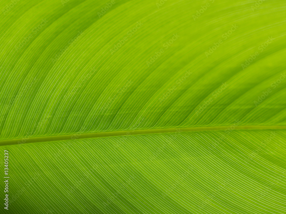leaf leaf