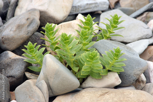 plant on the pebble (Honckenya oblongifolia) photo