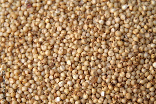 Small yellowish tropical cereal grass of the genus sorghum