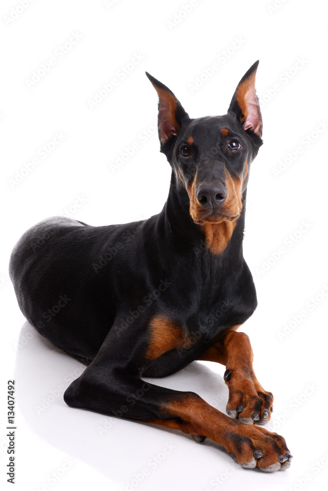 black and brown doberman on white background