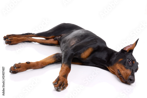 black and brown doberman on white background
