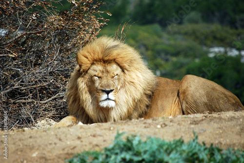 Le lion qui dort