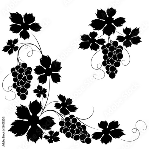 Decorative elements from the vine on a white background
